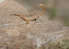 scorpions