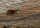 carabidae