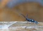 cerambycidae