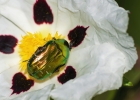 cetonidae, staphylinidae