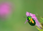 chrysomelidae, coccinellidae