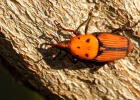 cleridae, curculionidae