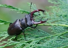 lucanidae, scarabeidae