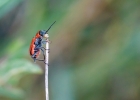 silphidae, pyrochroidae, lycidae, dytiscinae