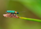 tenebrionidae, oedemeridae, drilidae