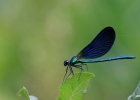 zygopteres