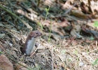 Belette d'Europe (Mustela nivalis)