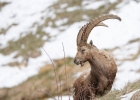 Bouquetin des Alpes (Capra ibex)