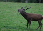 Cerf elaphe (Cervus elaphus)