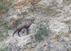 Chamois (Rupicapra rupicapra)