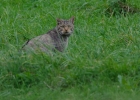 Chat sauvage (Felis silvestris)