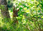 Chevreuil (Capreolus capreolus