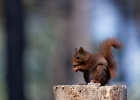 Ecureuil roux (Sciurus vulgaris)
