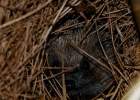 Herisson commun (Erinaceus europaeus)