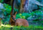 Isard (Rupicapra pyrenaica)