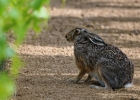 Lievre, Lapin