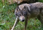 Loup (Canis lupus)