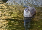 Loutre d'Europe (Lutra lutra)