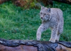 Lynx boreal (Lynx lynx)