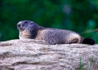 Marmotte (Marmota marmota)