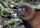 Mouflon (Ovis ammon)