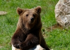 Ours brun des Pyrenees (Ursus arctos)