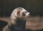 Putois d'Europe (Mustela putorius)