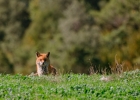 Renard roux (Vulpes vulpes)