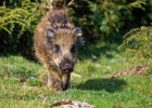 Sanglier (Sus scrofa)