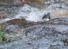 Cincle plongeur (Cinclus cinclus)