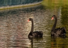 Cygnes