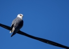 Elanion blanc (Elaneus caeruleus)