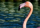 Flamant rose (Phoenicopterus roseus)