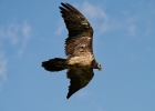 Gypaete barbu (Gypaetus barbatus)