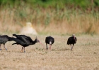 Ibis