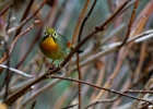 Leiothrix jaune (Leiothrix lutea)