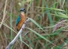 Martin pecheur d'Europe (Alcedo atthis)