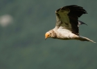 Percnoptere d'Egypte (Neophron percnopterus)