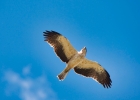 aigles, circaetes