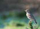 alouettes, ammomanes, cochevis