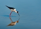 avocettes, echasses, huitriers