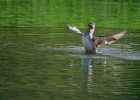 canards, eiders, garrots