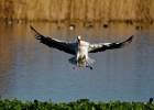 cigognes, grues, spatules