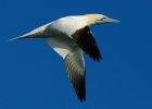 fous, cormorans, pelicans