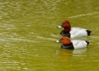 fuligules, nettes