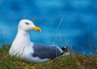 goelands, mouettes