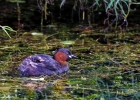 grebes, harles