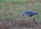 herons, bihoreaux, blongios, butors