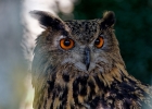 hiboux, chouettes