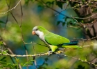 perruches a collier, conures veuves